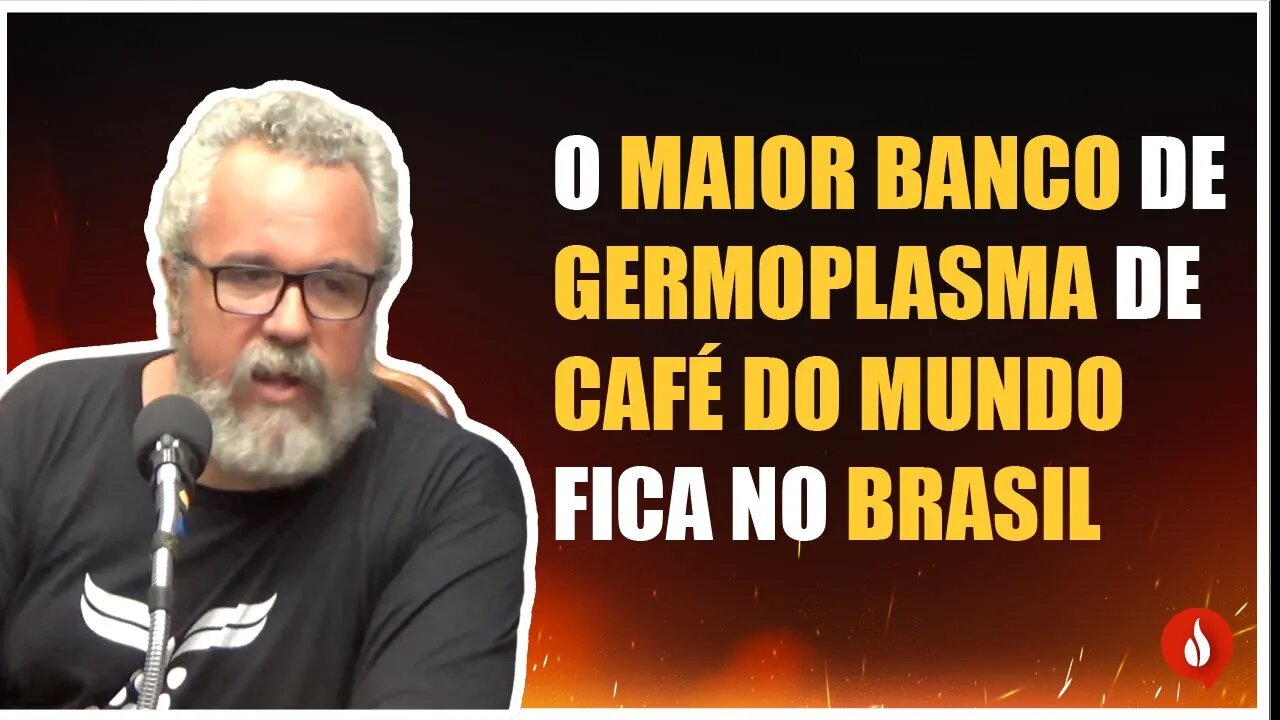 IAC tem o maior banco de germoplasma de café do mundo