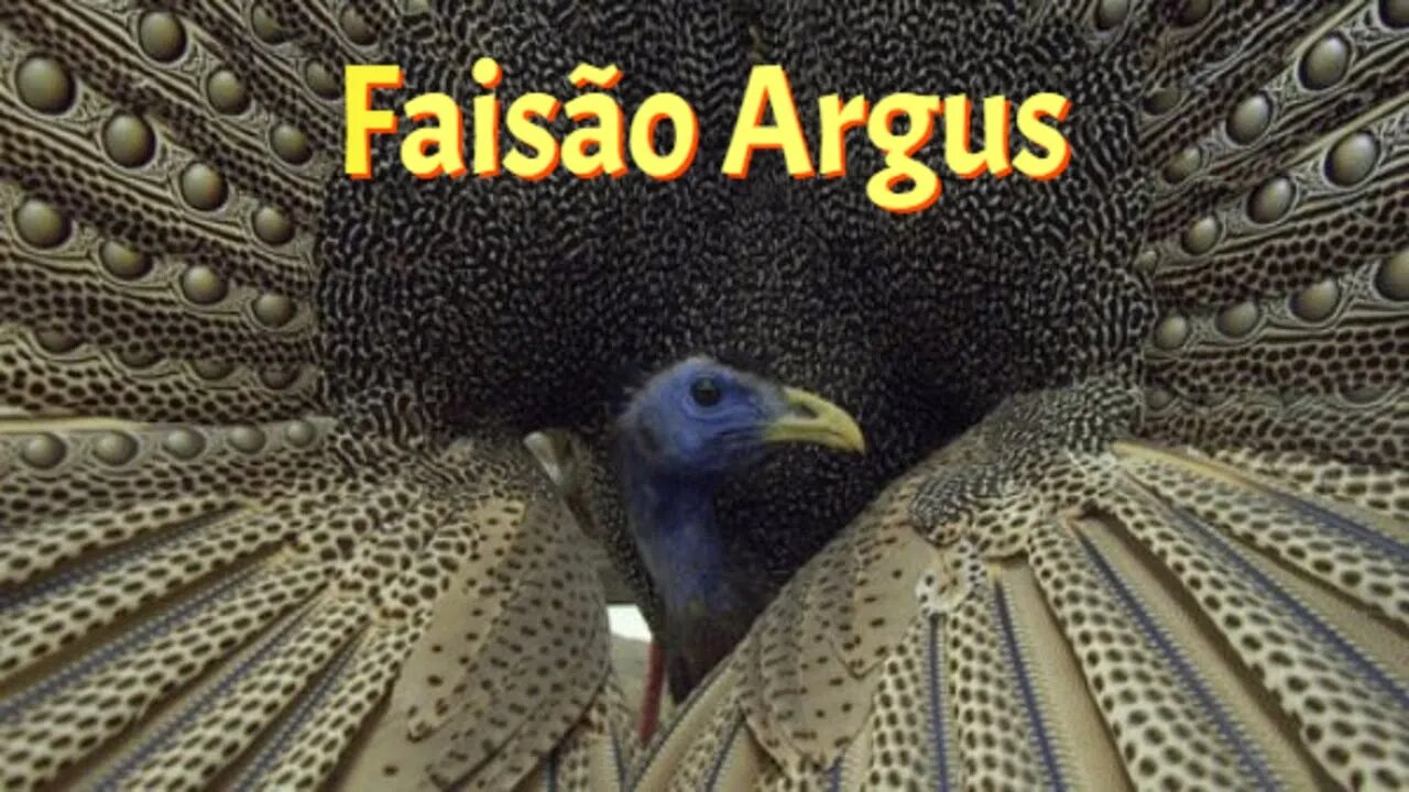 O maior faisão do mundo (Faisão Argus)