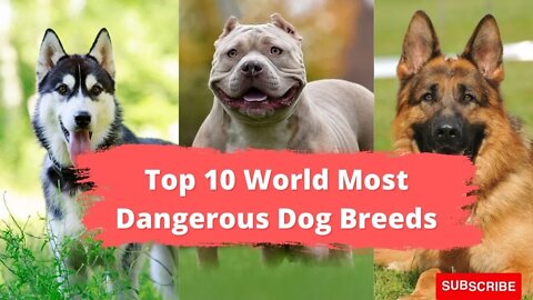 Top 10 World Most Dangerous Dog Breeds, Funny cute pets lovers, #dog #dangerous #dogbreeds