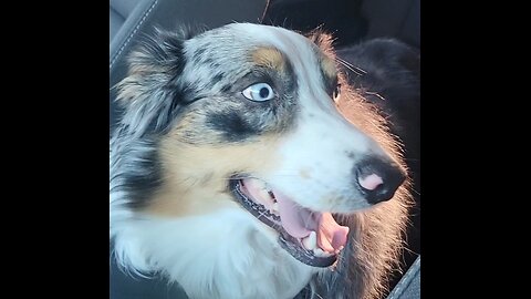 Australian Shepherd Loses Her Mind When Realizes She's at the Dog Park