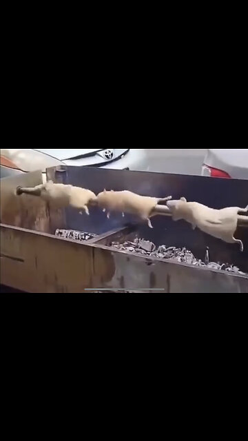 NYC cooking rats out in public