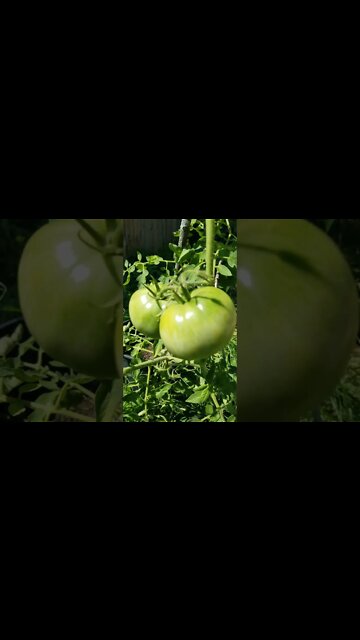 First Year Of Gardening Is Wrapping Up Soon. Gamer Garden Update #shorts #gardening #garden #diy