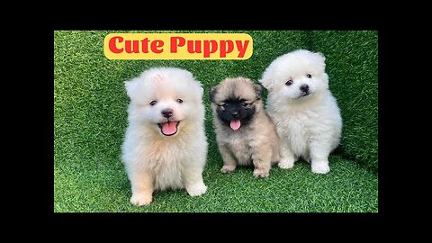 Cute Puppy - Funny and Cute Dog Videos Compilation 2023 #19