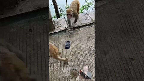 Monkey Funniest 🙈 Moment Funny #funnyvideo #funnymonkey #viralshorts #shorts
