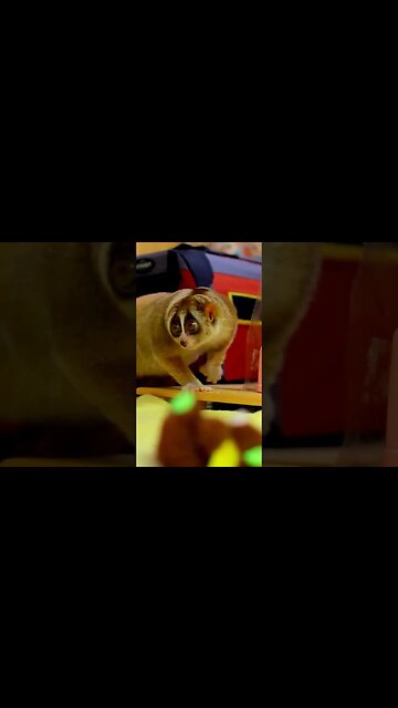 The Only Known Venomous Primate! [2023] #shorts #facts #subscribe #fyp #life #animals