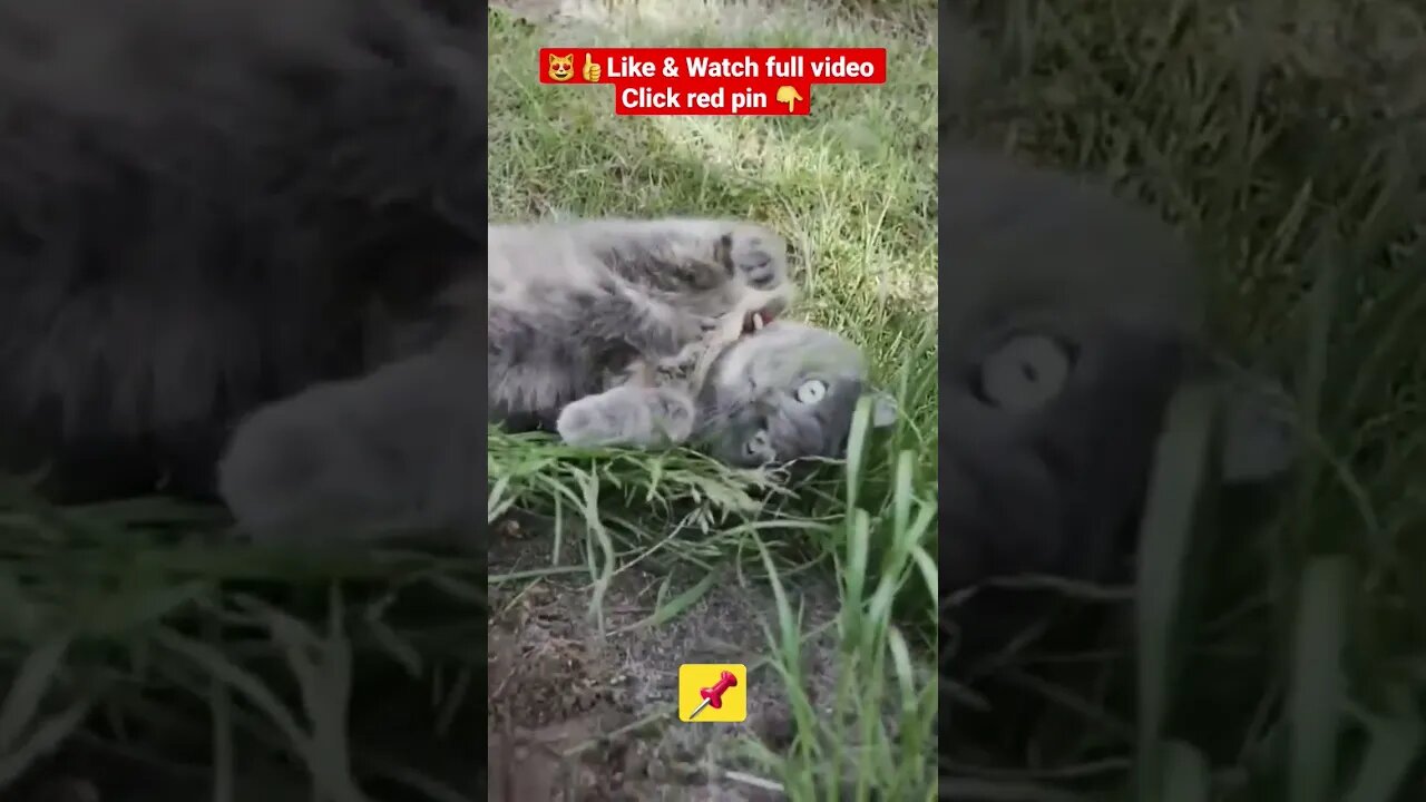 Cute Cat Funny Video 😹| #cutefunny #Cat #cutecats #shorts #funnycatsvideos #catsshorts #kity