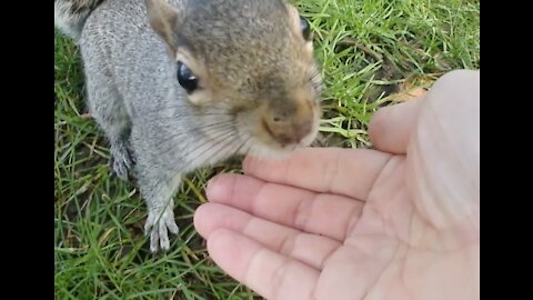 How does a squirrel store its food?