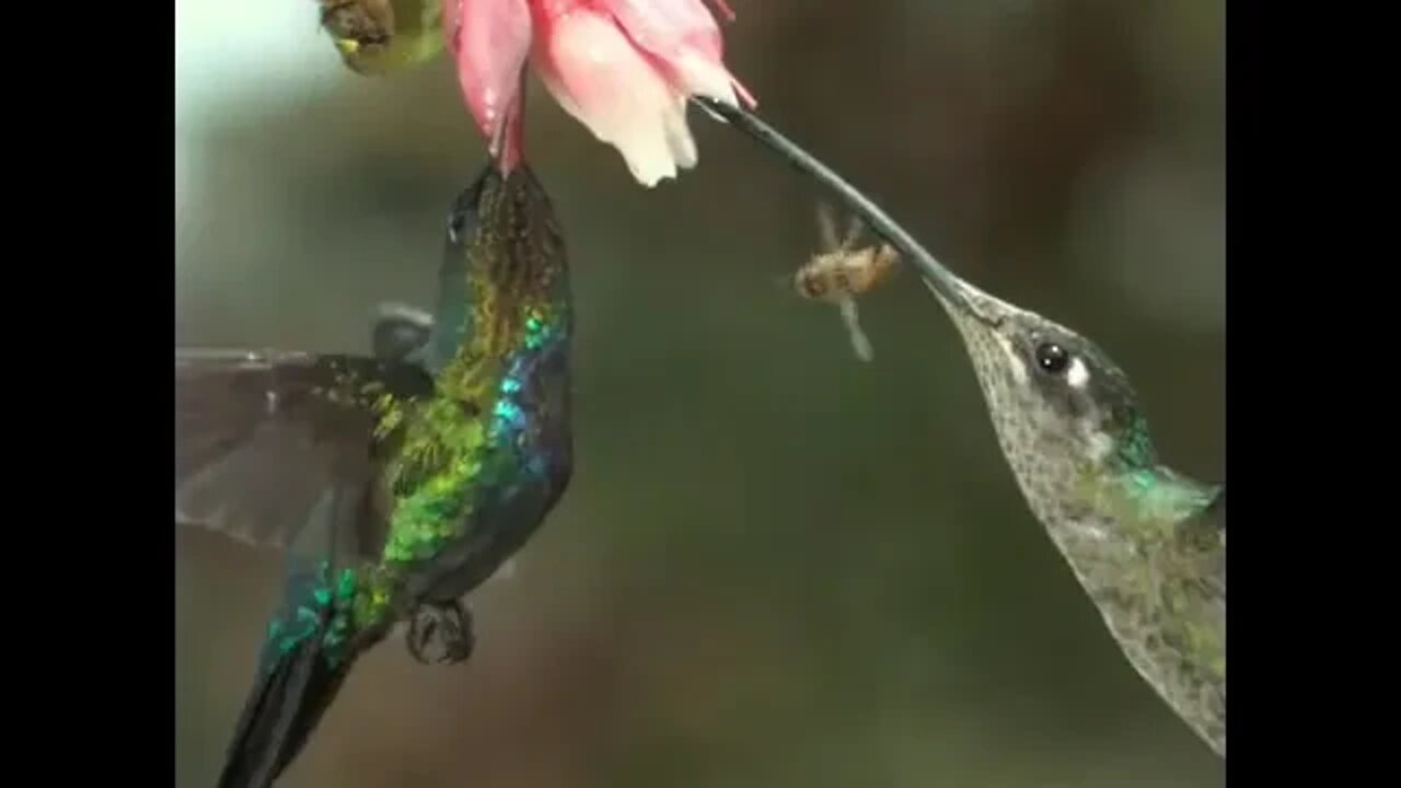 Hummingbird slaps Bee