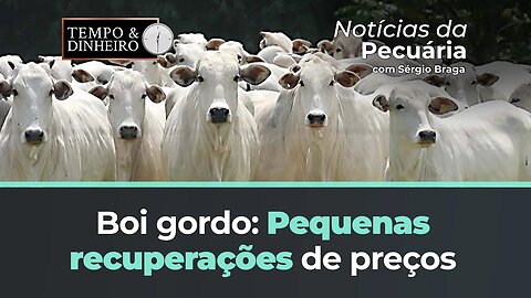 Boi gordo encerra junho com pequenas recuperações de preços.