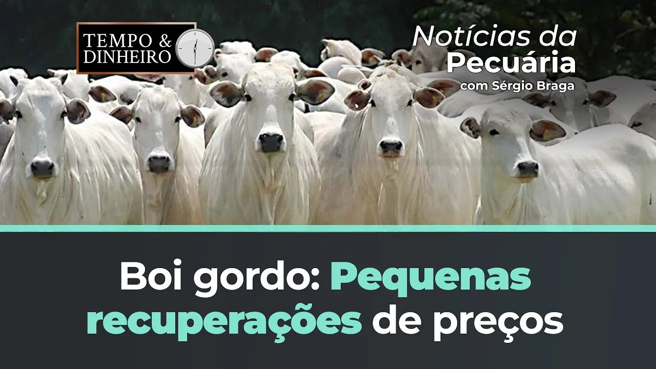Boi gordo encerra junho com pequenas recuperações de preços.
