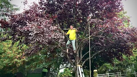 Pruning Tree