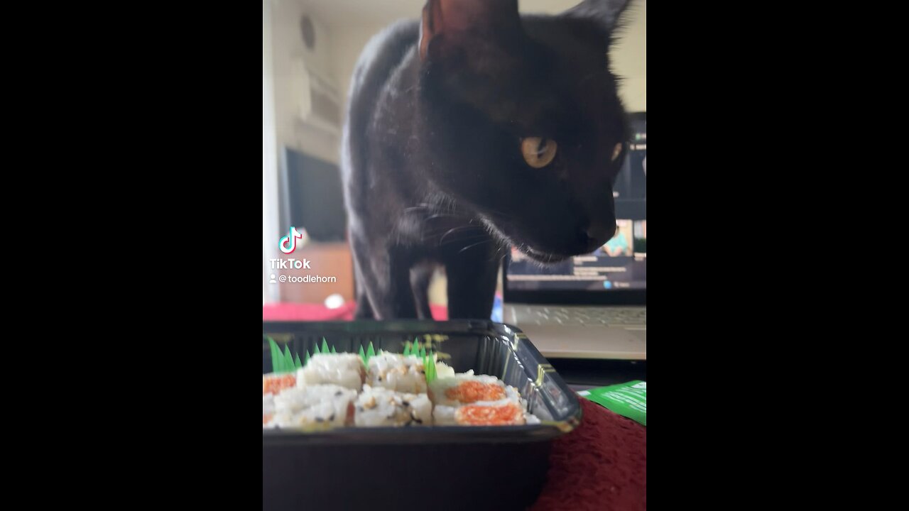 Sushi meow