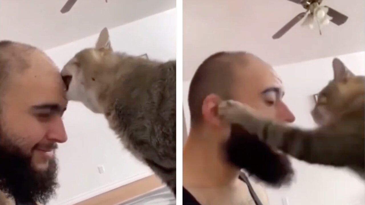 Cat Bites Forehead And Then Slaps