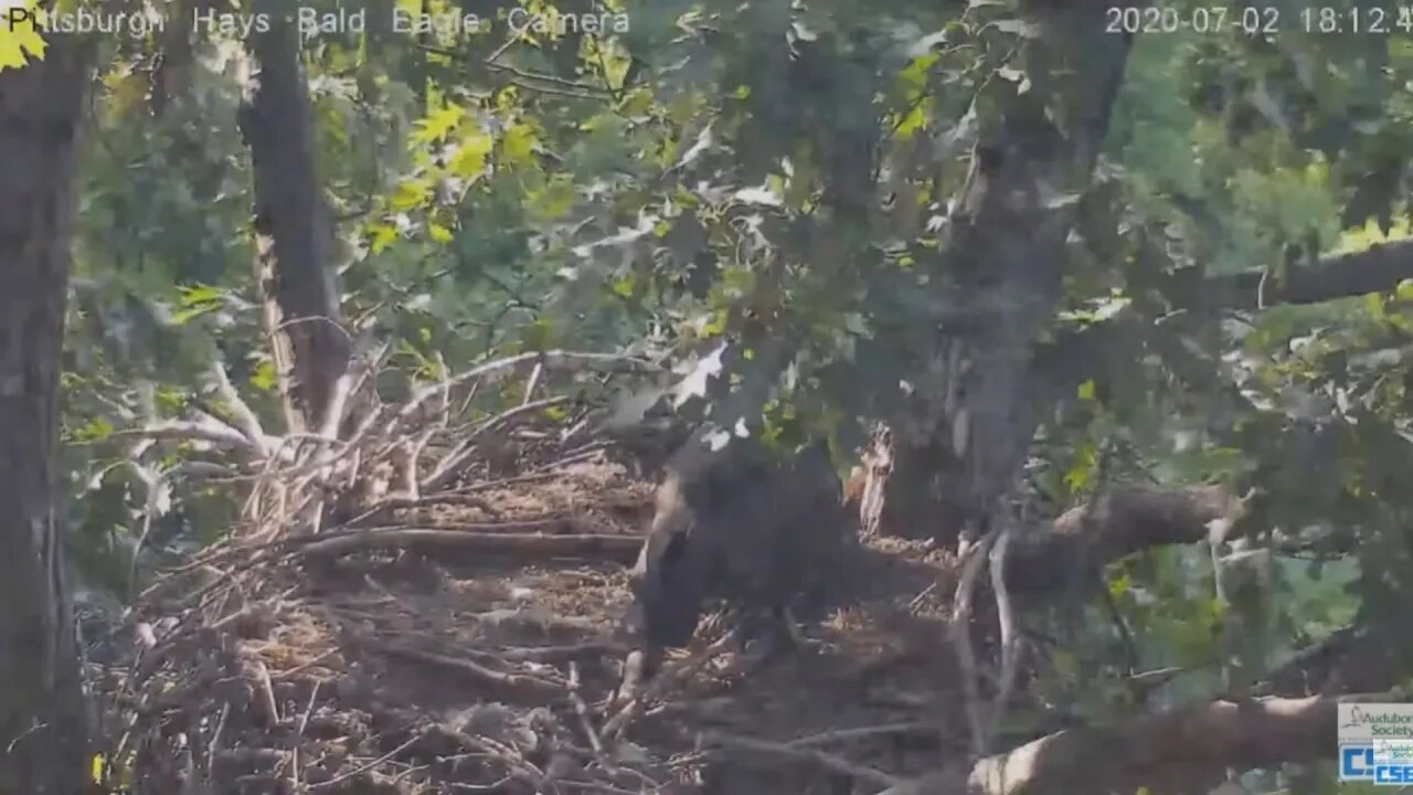 Hays Eagles H11 gets mouse Mom brought in bites H12 s wing 2020 07 02 608pm