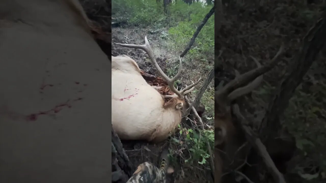 Look Out Below! (Bull Down At 8 STEPS)