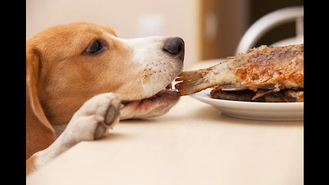 I found ma Dog stealing food then look at his face ahahaha