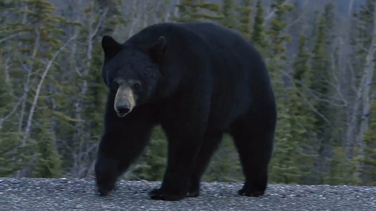 Yukon Black Bear Attacking Cameraman