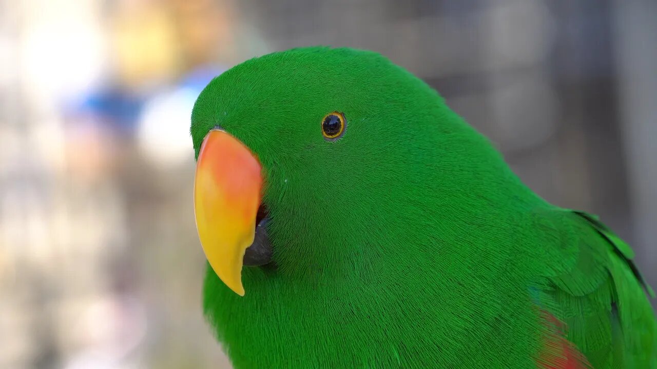 CatTV: Silky Green Parrot Up-close