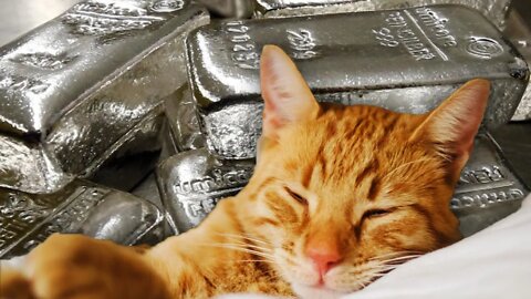 Silver Wakes Up But Is Still Groggy!