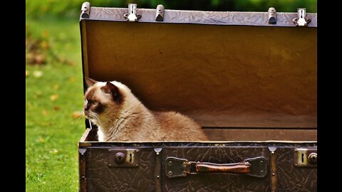 Prepare Your Cat for Air Travel