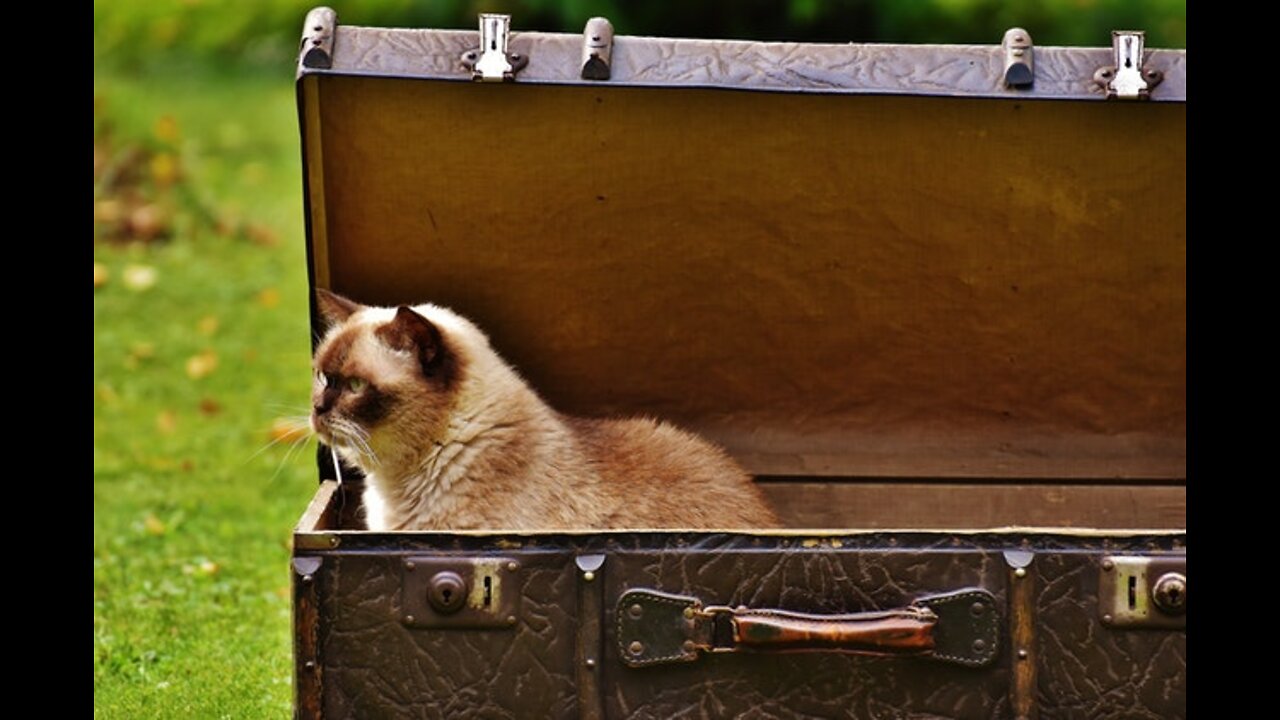 Prepare Your Cat for Air Travel