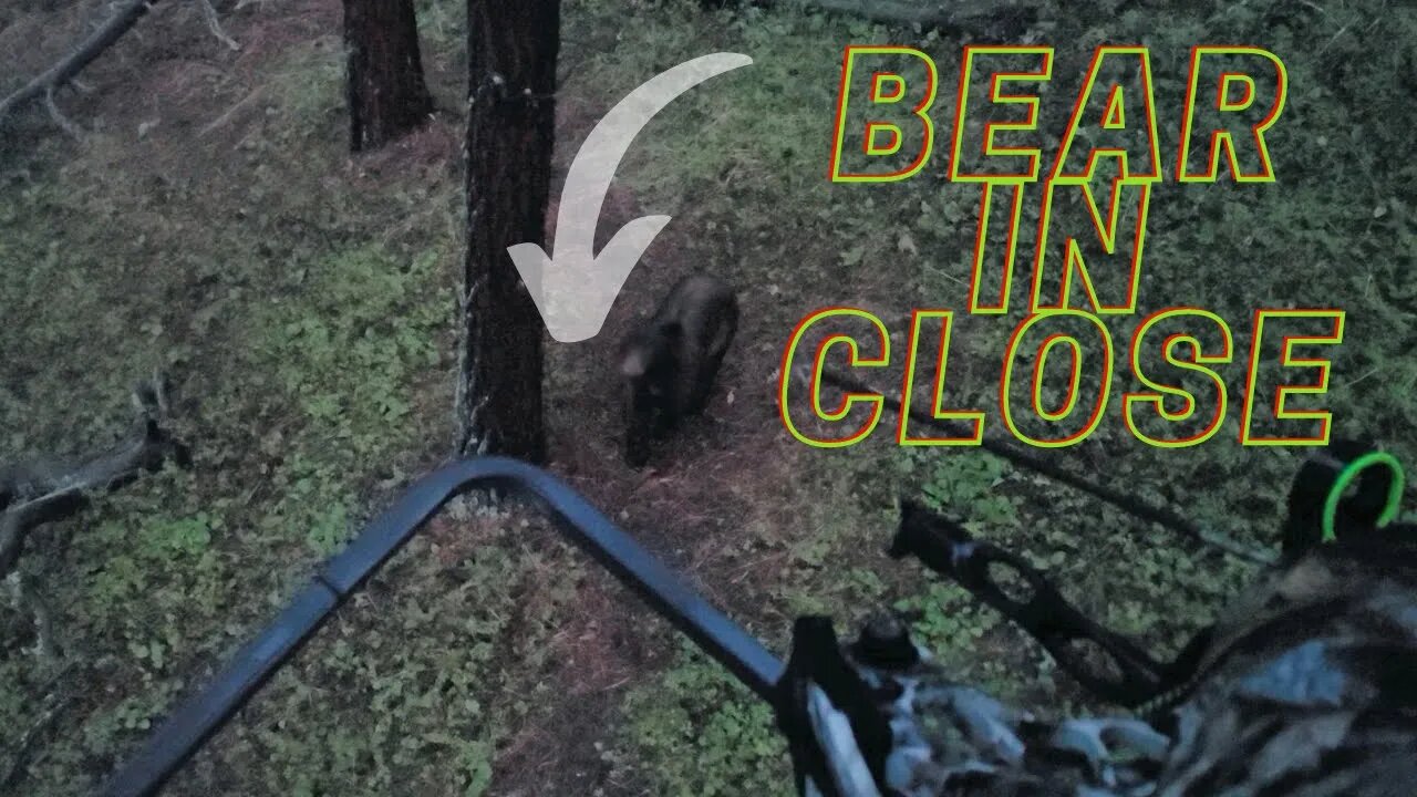 BEAR at 5 Yards