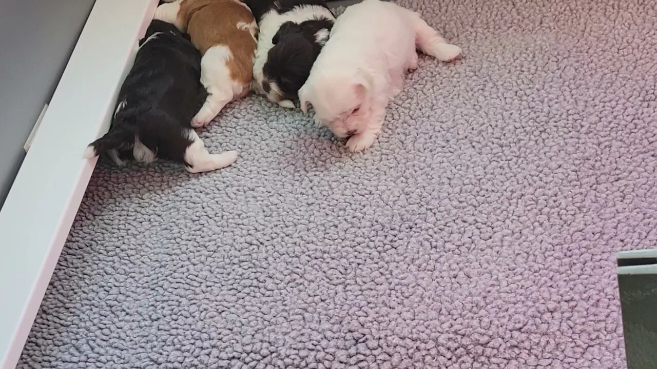 N Litter ...After A Mesl