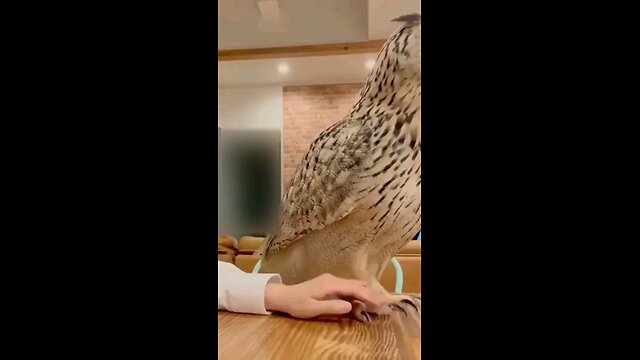 Best Funny Animal Video Of The Year 2023