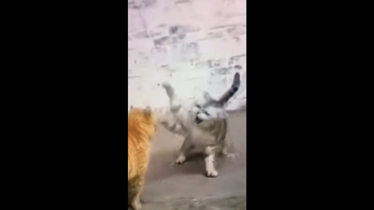 Cat fight