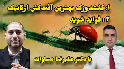 کفشدوزک بهترین آفت‌کش ارگانیک