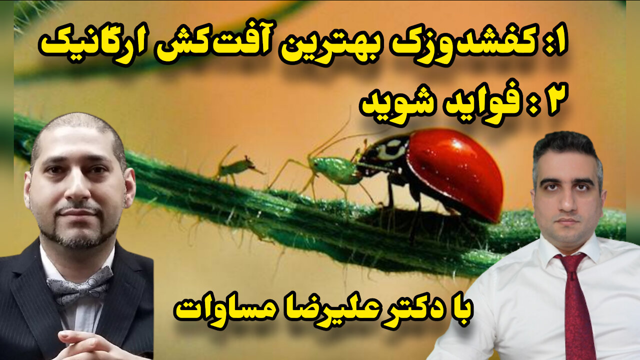 کفشدوزک بهترین آفت‌کش ارگانیک