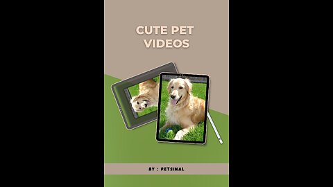 Watch These Adorable Pets Play: A Fun Video For All Ages