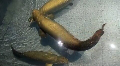 Arapaima monster fish