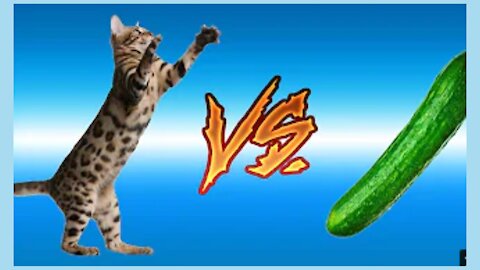 CATS VS CUCUMBERS _ FUNNY ANIMALS