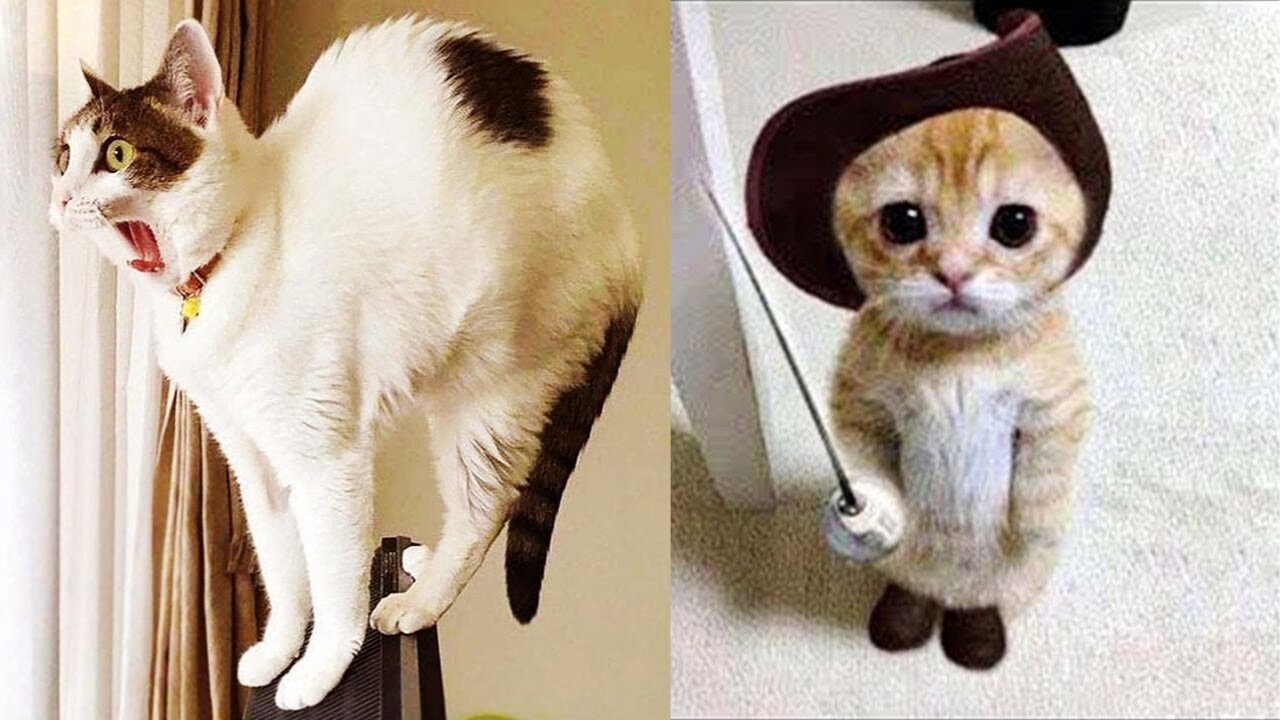 Crazy Cat Antics That Will Brighten Your Day