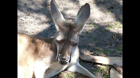 Places to see animals in Florida, Part 1. Homosassa Springs and Brevard Zoo. Slideshow.