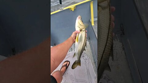 25' and 23' Snook and Redfish within 10 minutes. #Redfish #fishing