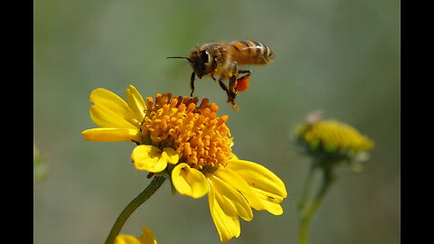 Italian Honey Bees are hard at work now that we have a warm day Strong Hive T-Bar Hive