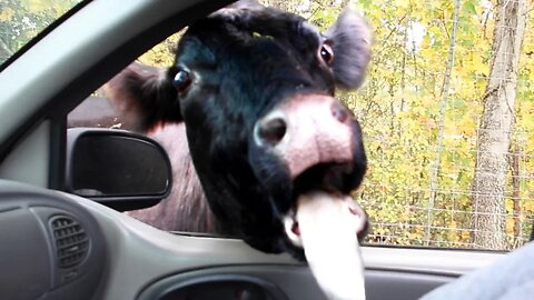 Funniest Animals 2023 😂😂 Best Cats and Dogs Videos 🐶😸 Part 3