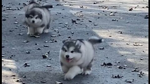 You're not like a puppy, you're like a good friend who keeps me company
