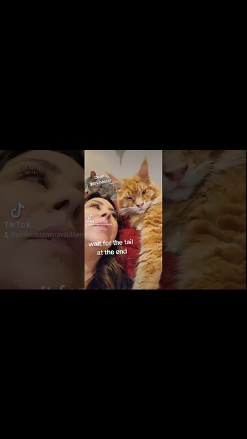 Maine Coon Kitten Wait tail the end