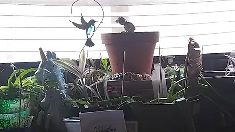 Cats Vs Plants #2 - Well, This Didn't Work!