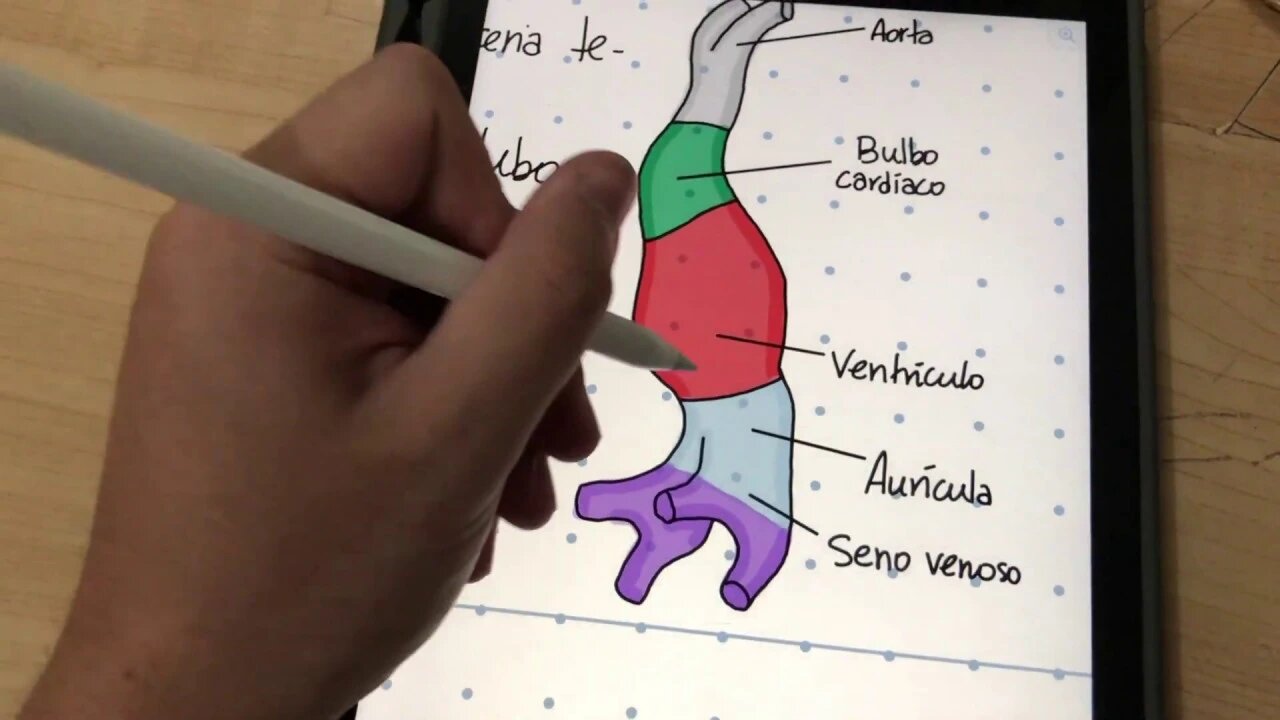 Studyvlog #1 - Estudando com o iPad e o app Notability l Medicina Argentina