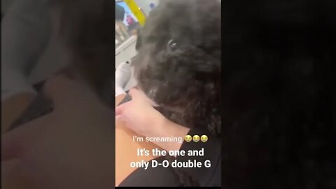 It's the one and only D-O double G #shorts