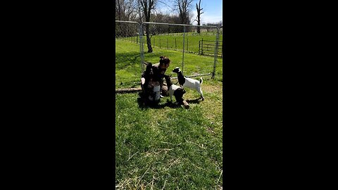 I taught my goats how to kiss! 😂