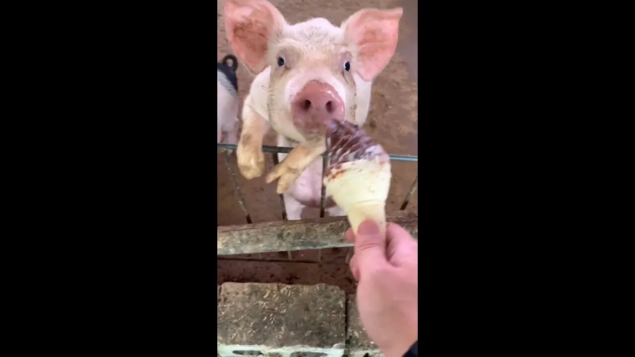 Pigs eat ice cream on hot days