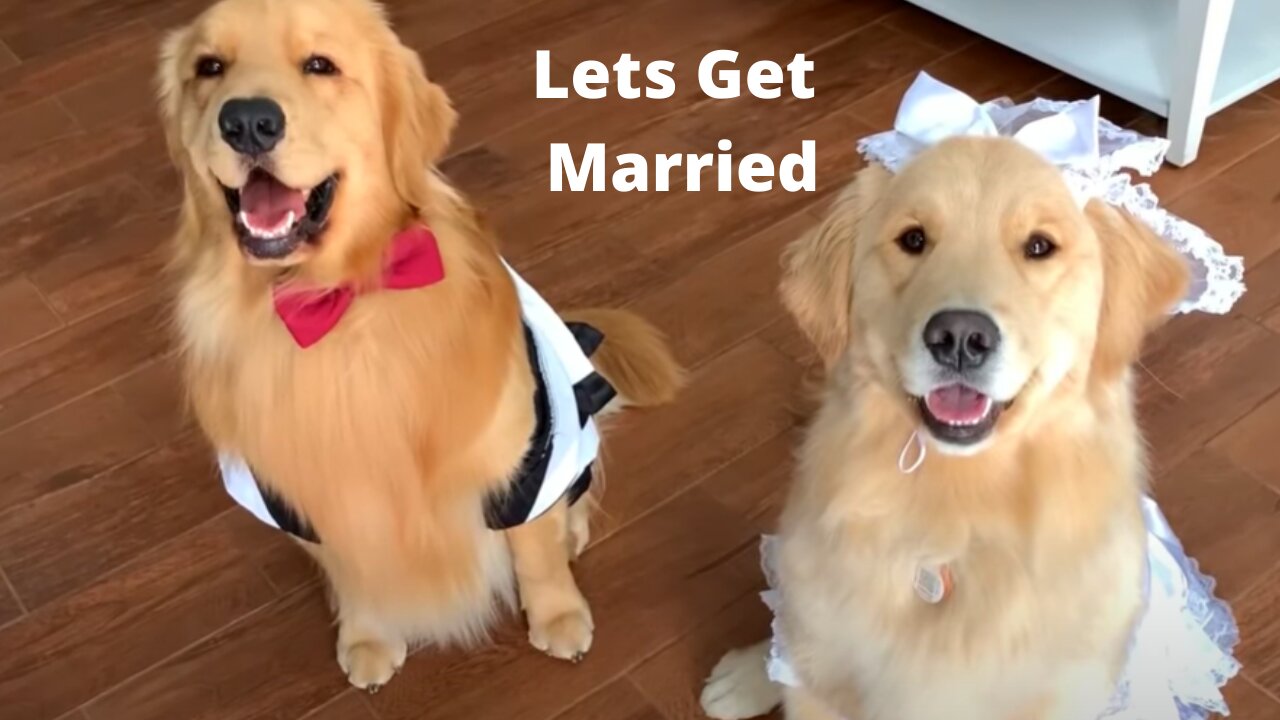 My Dog Gets Married!