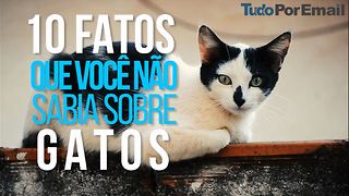 10 Fatos que você não sabia sobre os gatos!