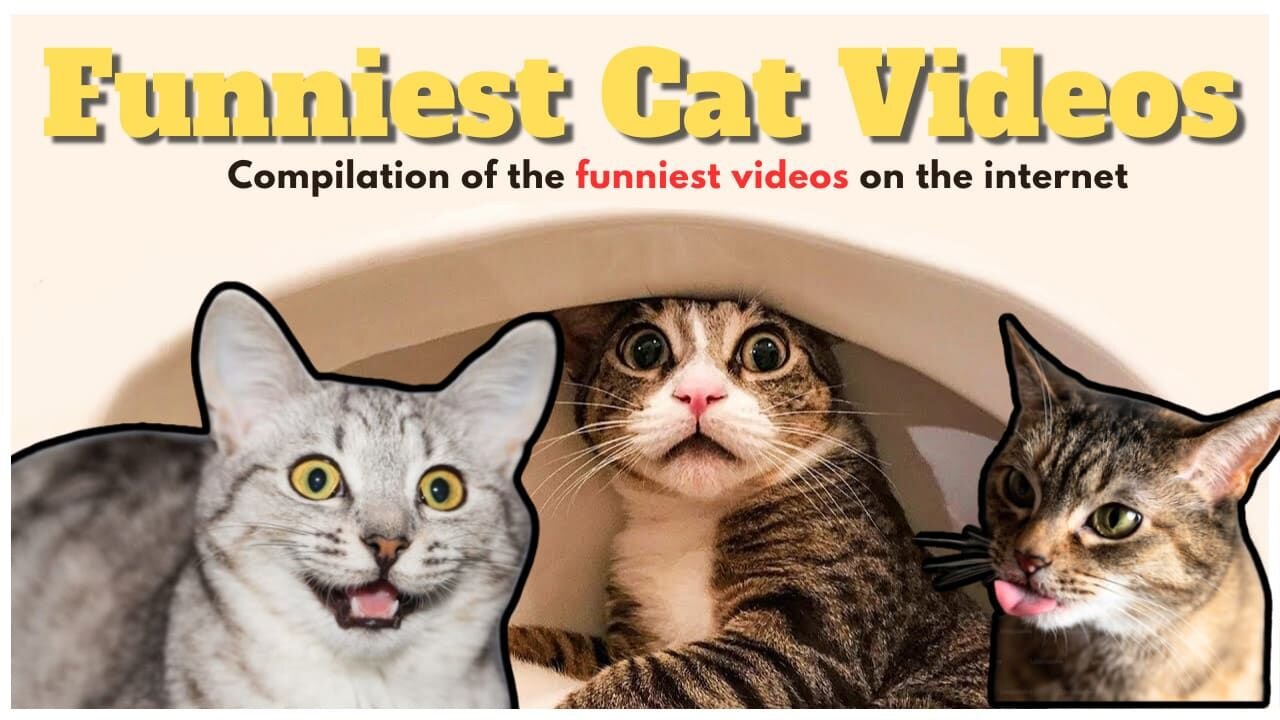 Funniest Cats Video 😂😺 Funny 😺 Moment Ep-6