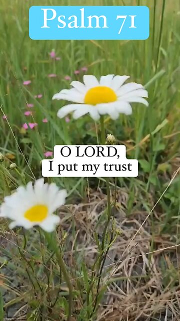 Oh, Lord, I put my trust in You. #Jesus #God #Godvideo #shorts #psalms #psalm 71 #bible #Amen